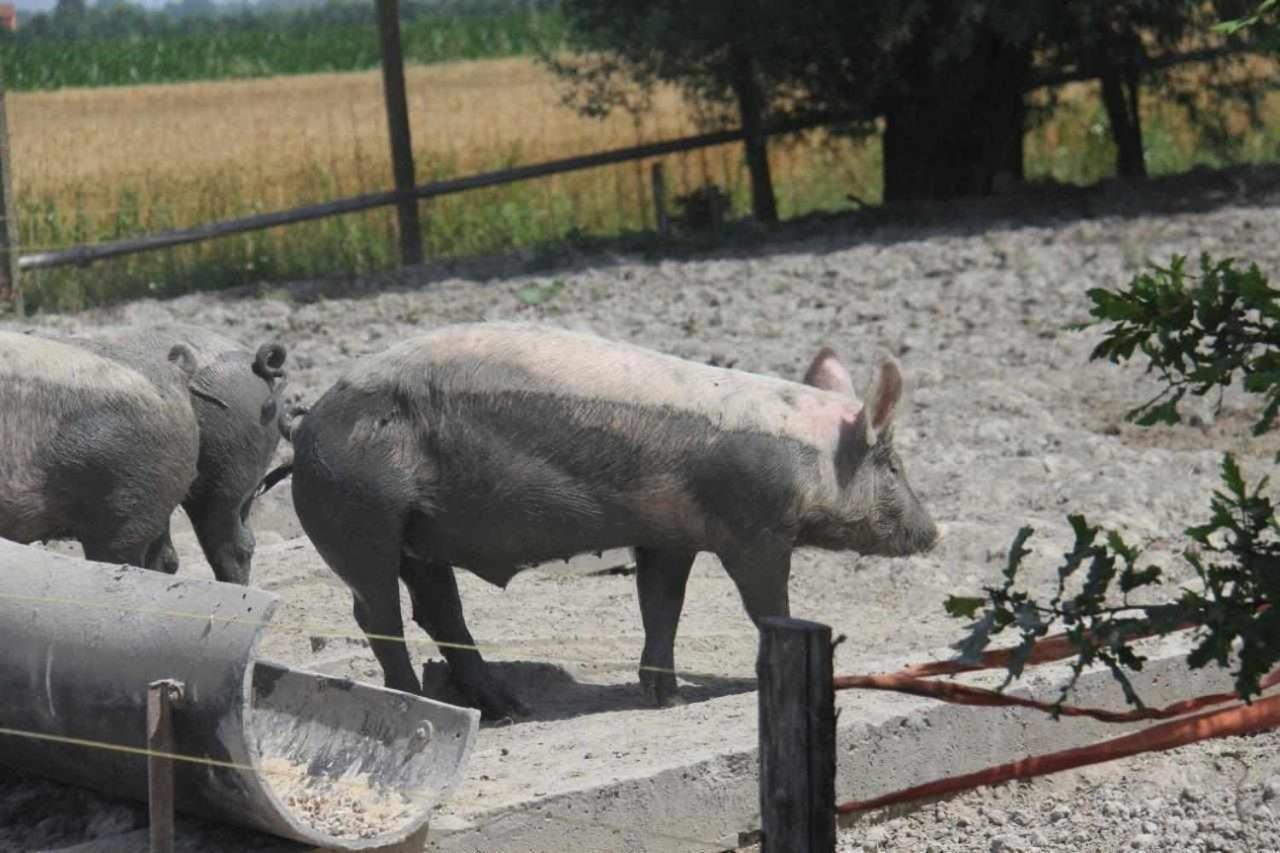 Agriturismo La Fraterna Tolle Eksteriør billede